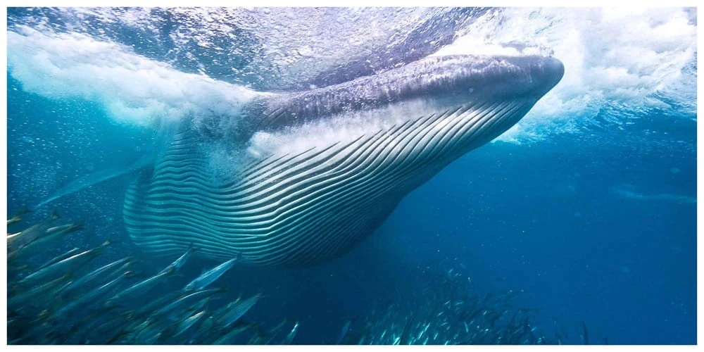 The Life & Love Of The Sea 4 The Life & Love Of The Sea - Image 2