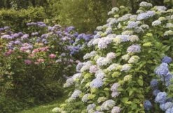 Hydrangeas -Selected Home Goods Store 9781423654025 02