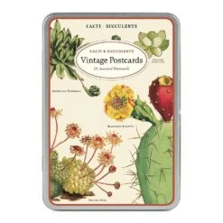 Succulents Vintage Postcards