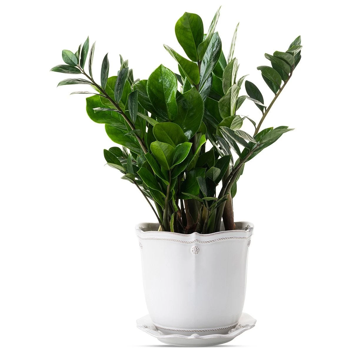 Juliska Berry & Thread Whitewash Planter 7" 4 Juliska Berry & Thread Whitewash Planter 7" - Image 2