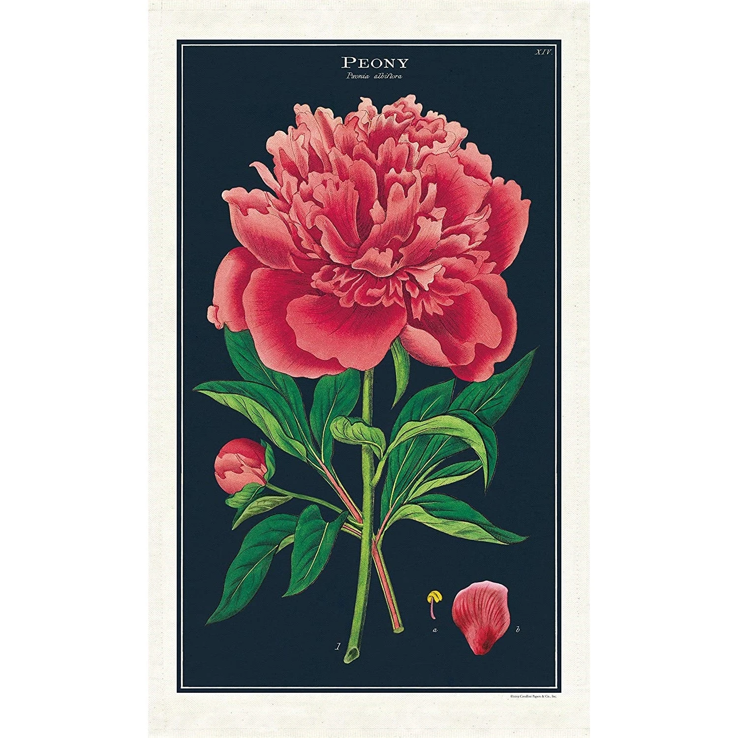 Peony Tea Towel 3 Peony Tea Towel